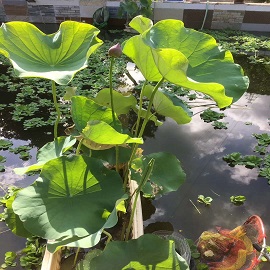 荷花2，魚(yú)塘區(qū)兩張荷花中第一張刪掉，第二張變第一張，這張是第二張.jpg